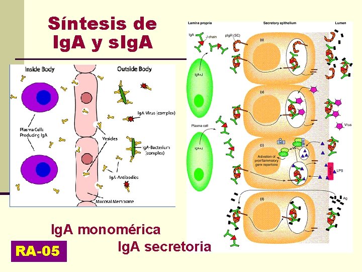 Síntesis de Ig. A y s. Ig. A monomérica Ig. A secretoria RA-05 