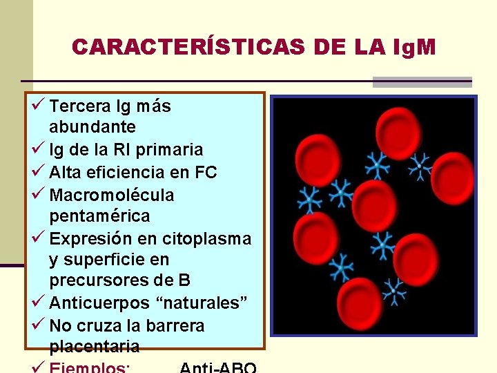 CARACTERÍSTICAS DE LA Ig. M ü Tercera Ig más abundante ü Ig de la