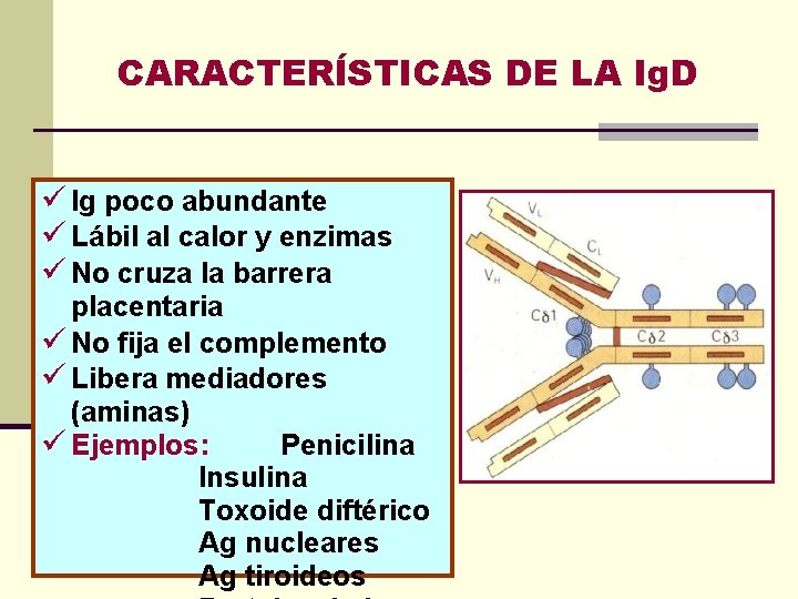 CARACTERÍSTICAS DE LA Ig. D ü Ig poco abundante ü Lábil al calor y