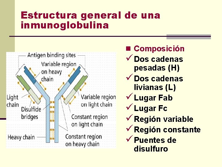 Estructura general de una inmunoglobulina n Composición ü Dos cadenas pesadas (H) ü Dos