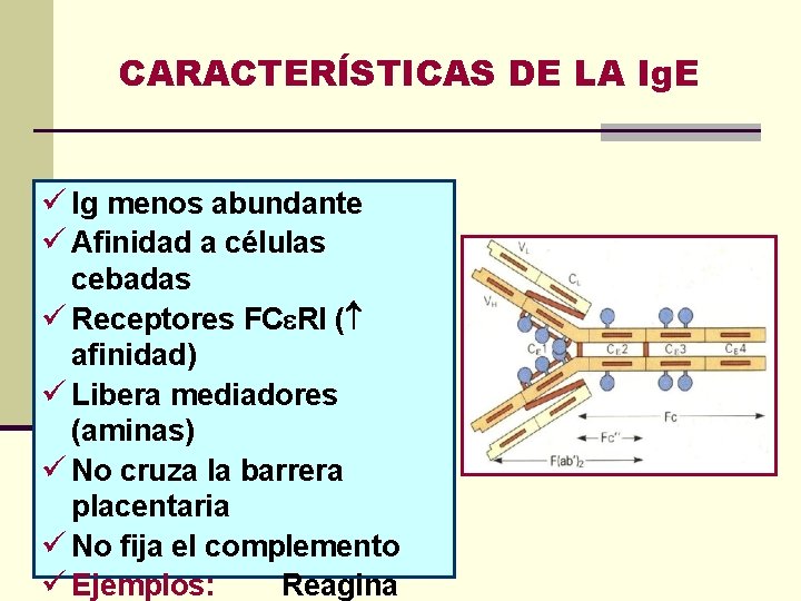 CARACTERÍSTICAS DE LA Ig. E ü Ig menos abundante ü Afinidad a células cebadas