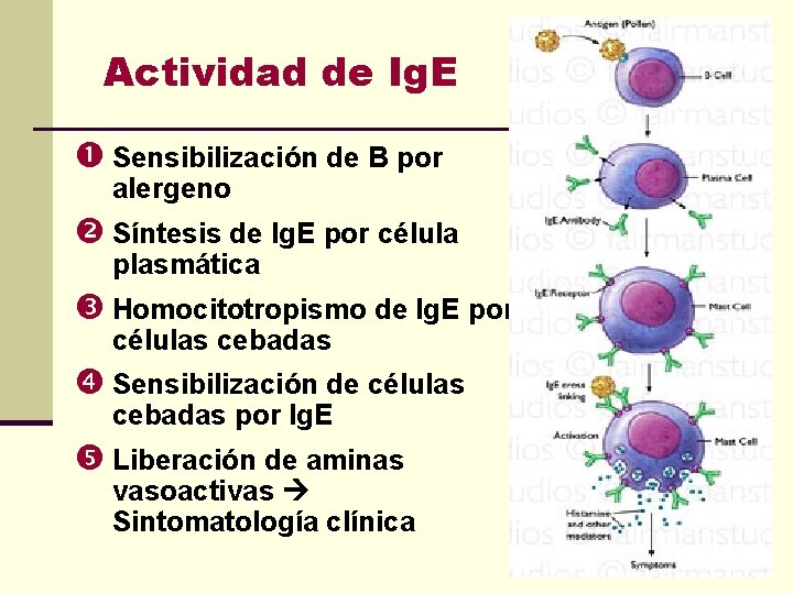 Actividad de Ig. E Sensibilización de B por alergeno Síntesis de Ig. E por