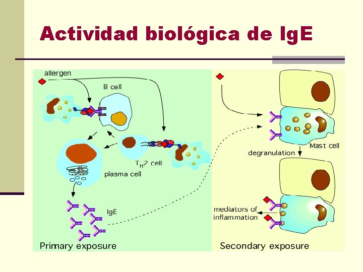 Actividad biológica de Ig. E 