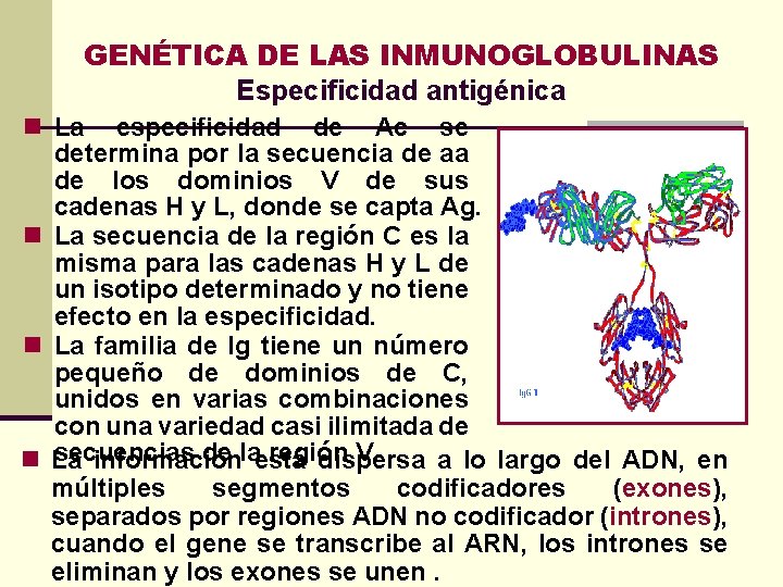 GENÉTICA DE LAS INMUNOGLOBULINAS Especificidad antigénica n La especificidad de Ac se determina por