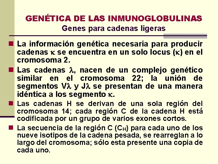 GENÉTICA DE LAS INMUNOGLOBULINAS Genes para cadenas ligeras n La información genética necesaria para