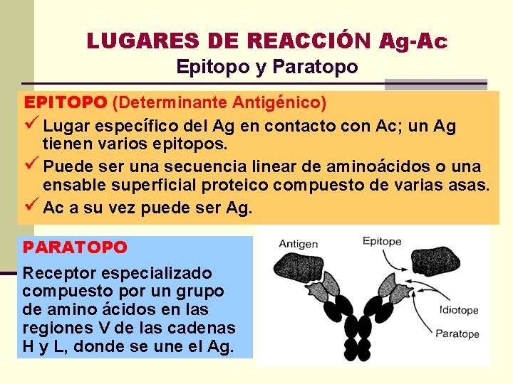 LUGARES DE REACCIÓN Ag-Ac Epitopo y Paratopo EPITOPO (Determinante Antigénico) ü Lugar específico del