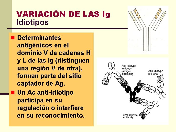 VARIACIÓN DE LAS Ig Idiotipos n Determinantes antigénicos en el dominio V de cadenas