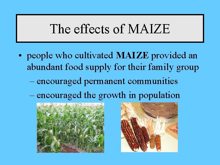 The effects of MAIZE • people who cultivated MAIZE provided an abundant food supply
