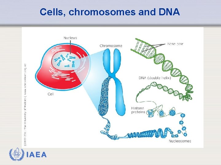 Cells, chromosomes and DNA IAEA 