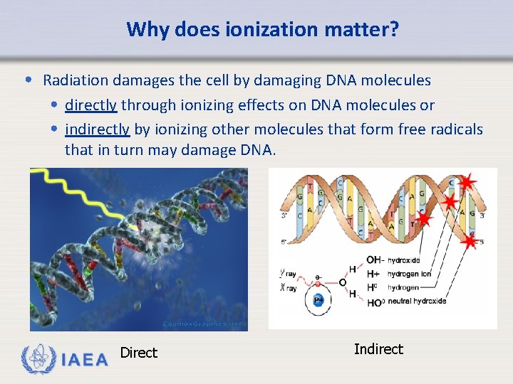 Why does ionization matter? • Radiation damages the cell by damaging DNA molecules •