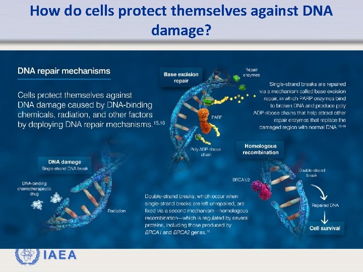 How do cells protect themselves against DNA damage? IAEA 