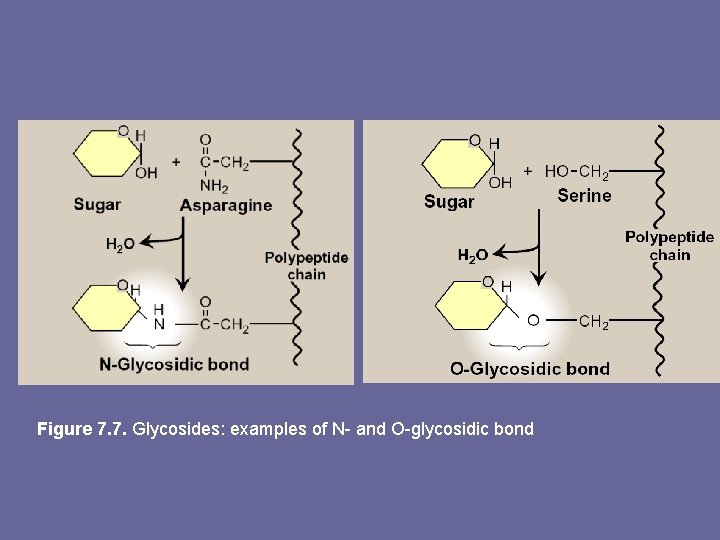 Figure 7. 7. Glycosides: examples of N- and O-glycosidic bond 