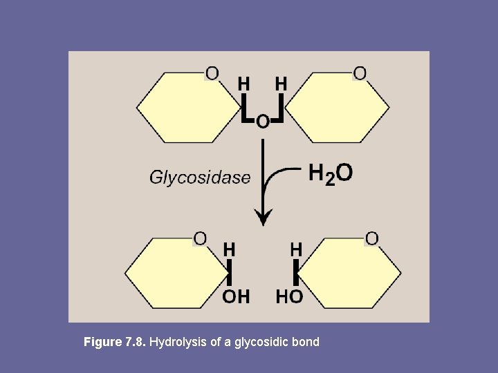 Figure 7. 8. Hydrolysis of a glycosidic bond 