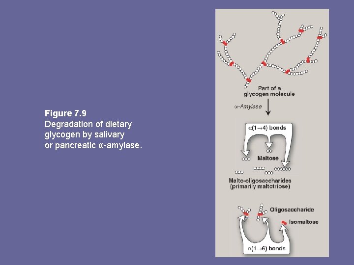 Figure 7. 9 Degradation of dietary glycogen by salivary or pancreatic α-amylase. 