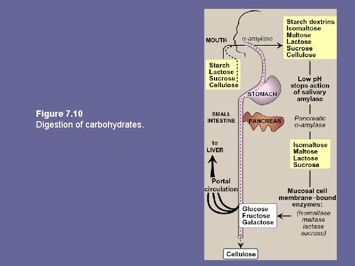 Figure 7. 10 Digestion of carbohydrates. 