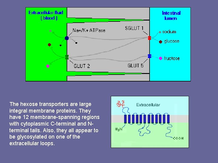 The hexose transporters are large integral membrane proteins. They have 12 membrane-spanning regions with