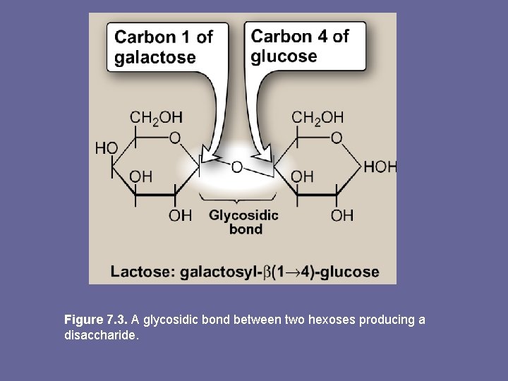 Figure 7. 3. A glycosidic bond between two hexoses producing a disaccharide. 
