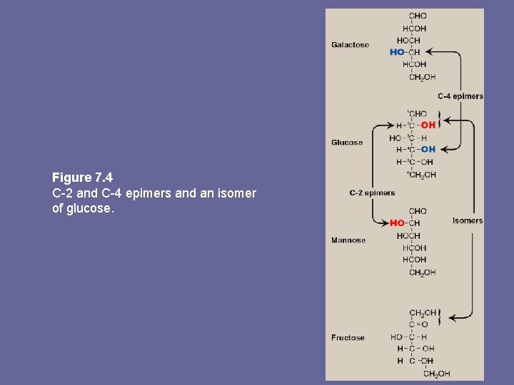 Figure 7. 4 C-2 and C-4 epimers and an isomer of glucose. 