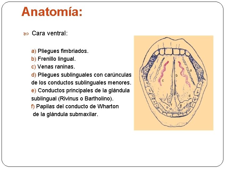 Anatomía: Cara ventral: a) Pliegues fimbriados. b) Frenillo lingual. c) Venas raninas. d) Pliegues