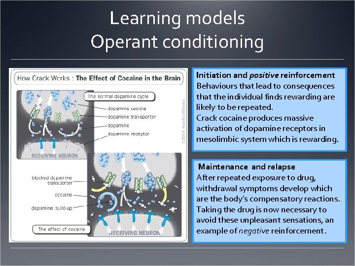 Learning models Operant conditioning Initiation and positive reinforcement Behaviours that lead to consequences that