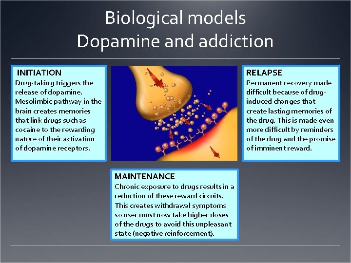 Biological models Dopamine and addiction RELAPSE INITIATION Permanent recovery made difficult because of druginduced Biological models Dopamine and addiction RELAPSE INITIATION Permanent recovery made difficult because of druginduced