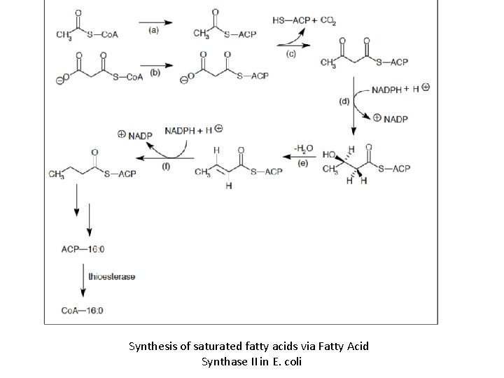 Synthesis of saturated fatty acids via Fatty Acid Synthase II in E. coli 