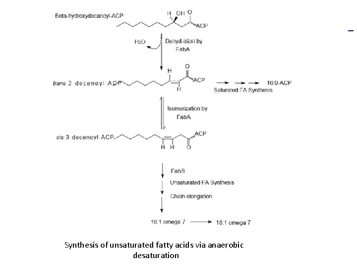 Synthesis of unsaturated fatty acids via anaerobic desaturation 