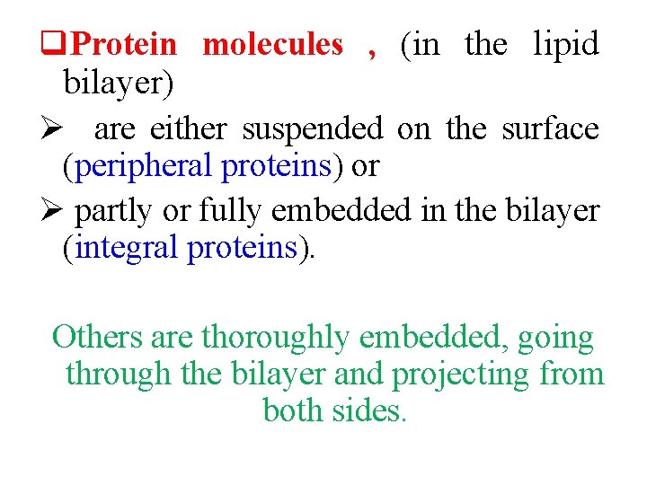 q. Protein molecules , (in the lipid bilayer) Ø are either suspended on the