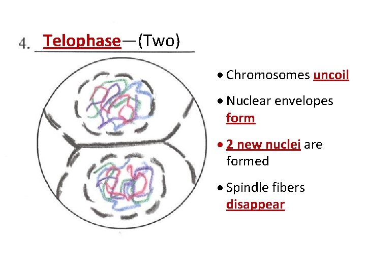 Telophase—(Two) · Chromosomes uncoil · Nuclear envelopes form · 2 new nuclei are formed