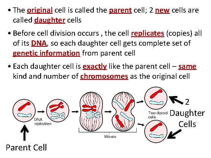  • The original cell is called the parent cell; 2 new cells are