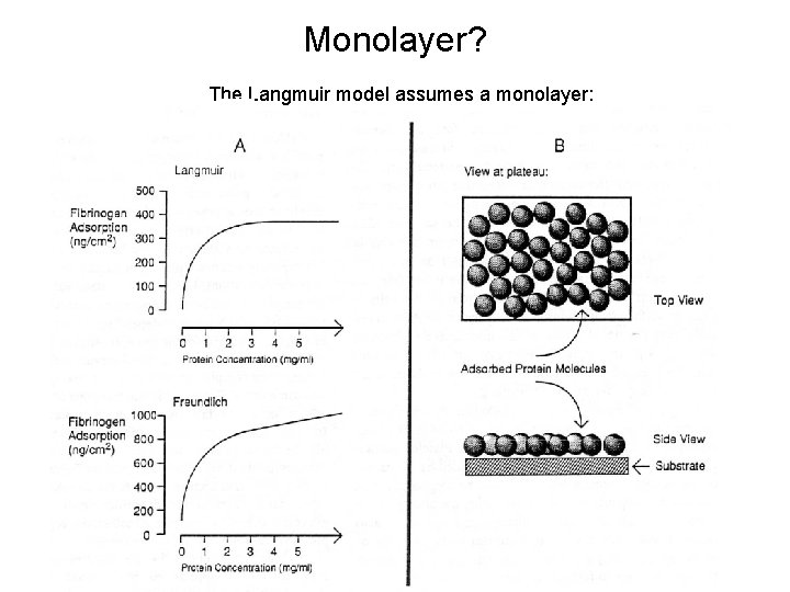 Monolayer? The Langmuir model assumes a monolayer: Text 