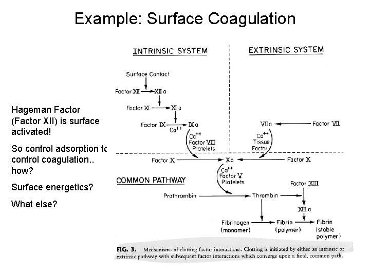 Example: Surface Coagulation Hageman Factor (Factor XII) is surface activated! So control adsorption to