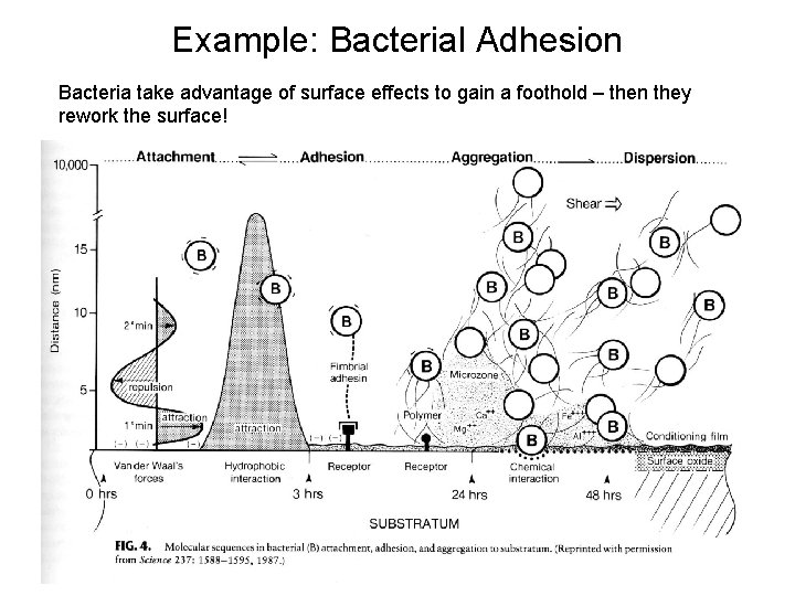 Example: Bacterial Adhesion Bacteria take advantage of surface effects to gain a foothold –