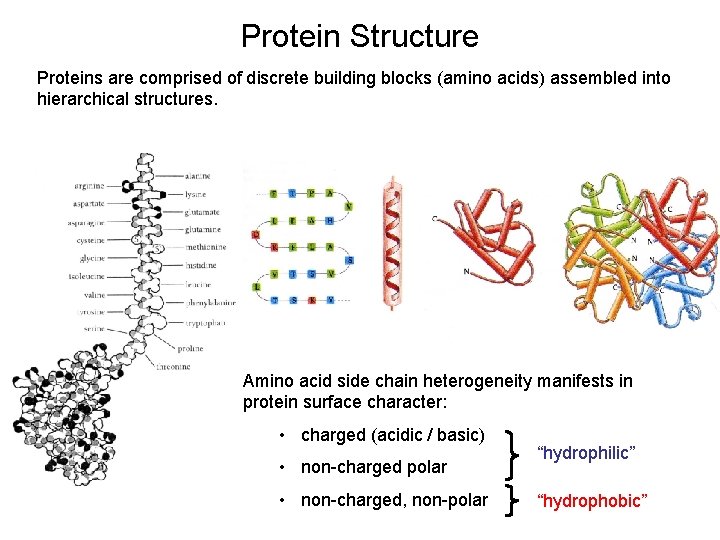 Protein Structure Proteins are comprised of discrete building blocks (amino acids) assembled into hierarchical