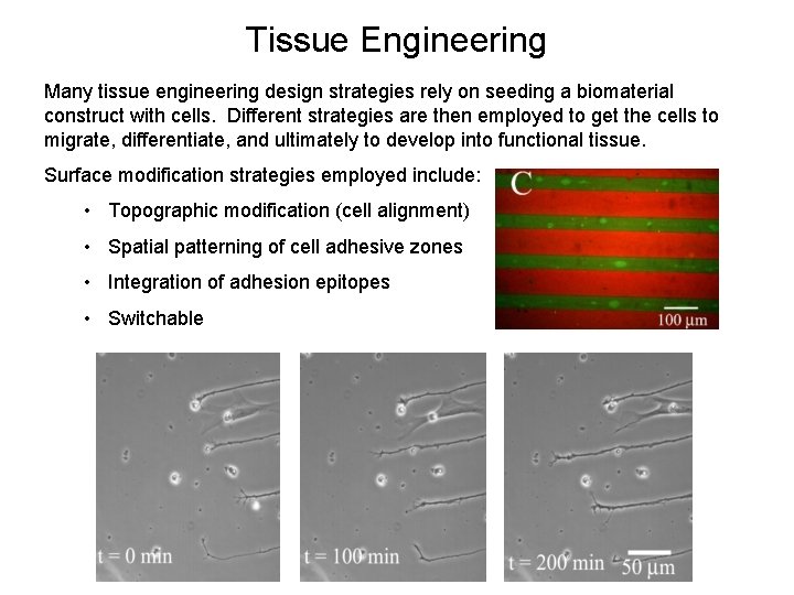 Tissue Engineering Many tissue engineering design strategies rely on seeding a biomaterial construct with