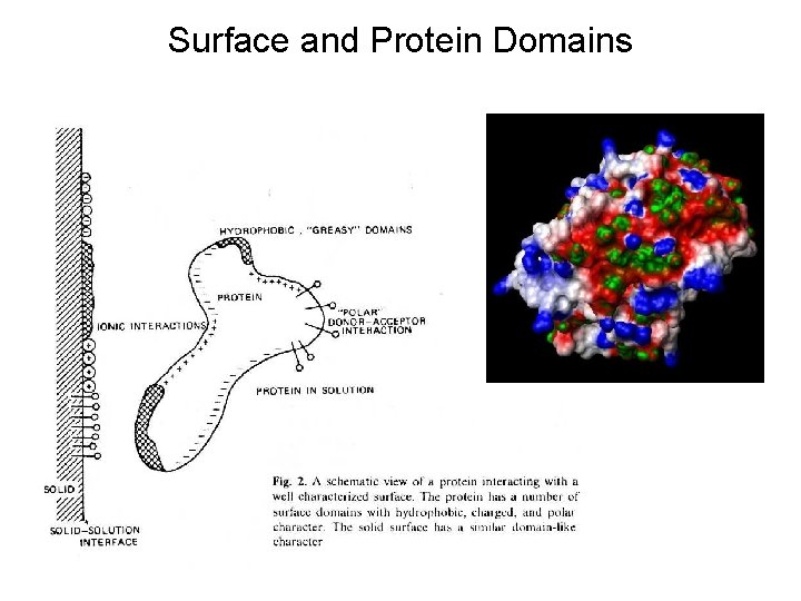 Surface and Protein Domains 