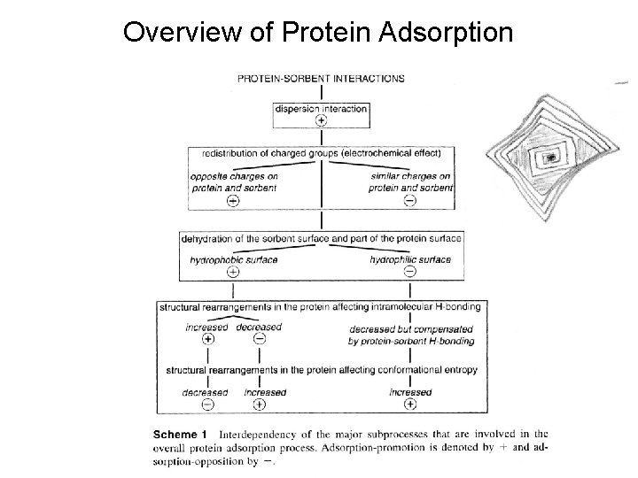 Overview of Protein Adsorption 