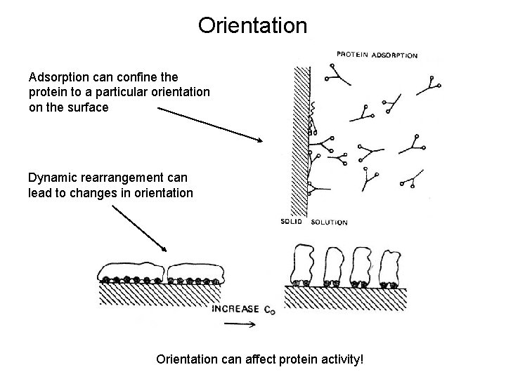 Orientation Adsorption can confine the protein to a particular orientation on the surface Dynamic