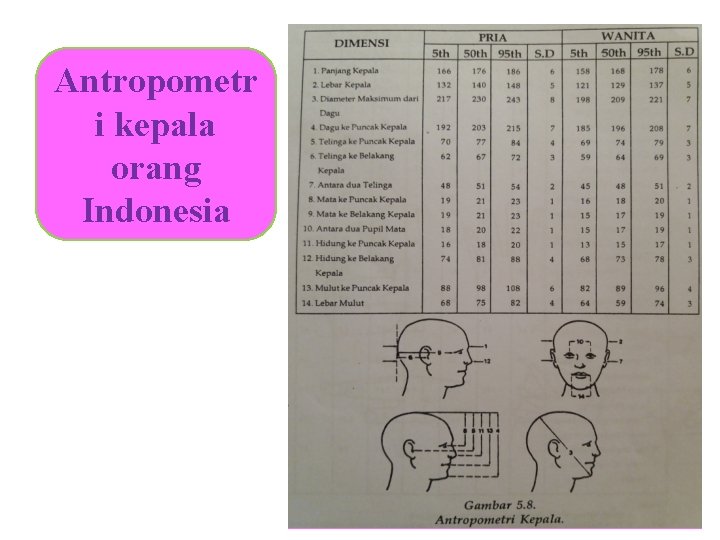 Antropometr i kepala orang Indonesia 