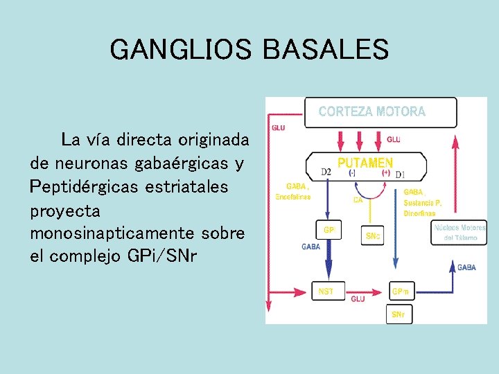 GANGLIOS BASALES La vía directa originada de neuronas gabaérgicas y Peptidérgicas estriatales proyecta monosinapticamente