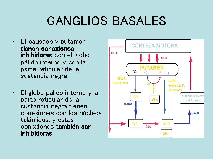 GANGLIOS BASALES • El caudado y putamen tienen conexiones inhibidoras con el globo pálido