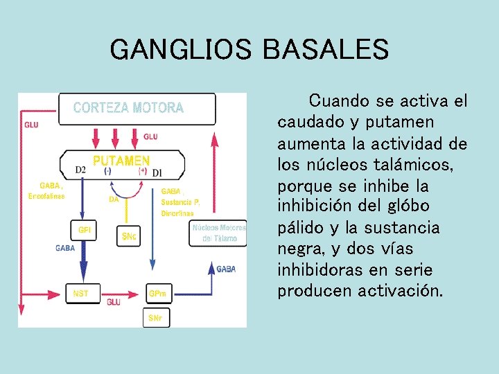 GANGLIOS BASALES Cuando se activa el caudado y putamen aumenta la actividad de los