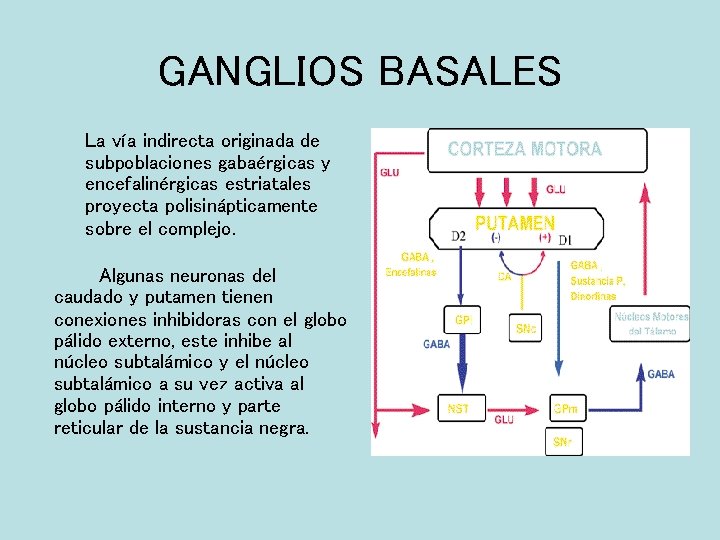 GANGLIOS BASALES La vía indirecta originada de subpoblaciones gabaérgicas y encefalinérgicas estriatales proyecta polisinápticamente