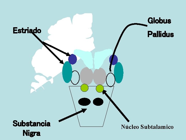 Globus Estriado Substancia Nigra Pallidus Núcleo Subtalamico 