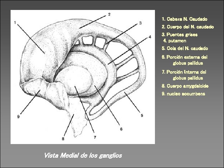 1. Cabeza N. Caudado 2. Cuerpo del N. caudado 3. Puentes grises 4. putamen