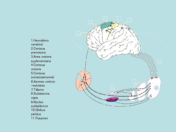 1. Hemisferio cerebral 2. Corteza premotora 3. Area motora suplementaria 4. Corteza motora 5.