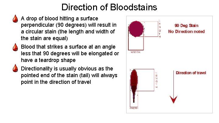 Direction of Bloodstains - A drop of blood hitting a surface perpendicular (90 degrees)