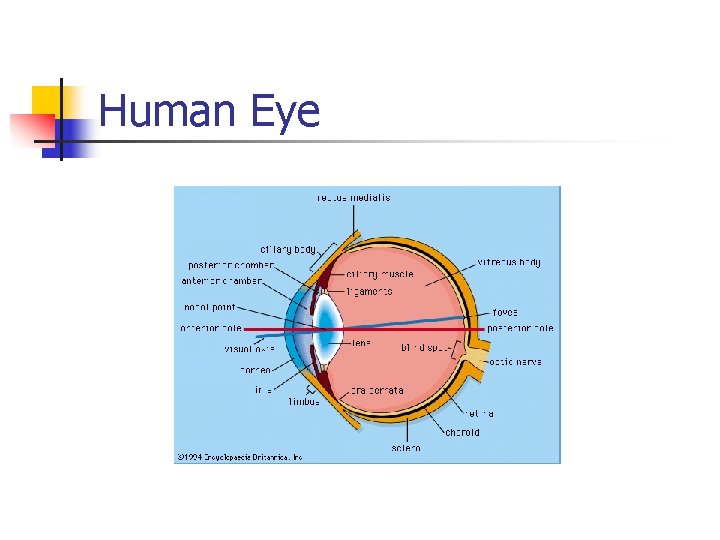 Human Eye 