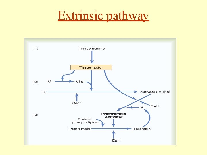 Extrinsic pathway 