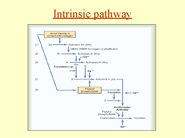 Intrinsic pathway 